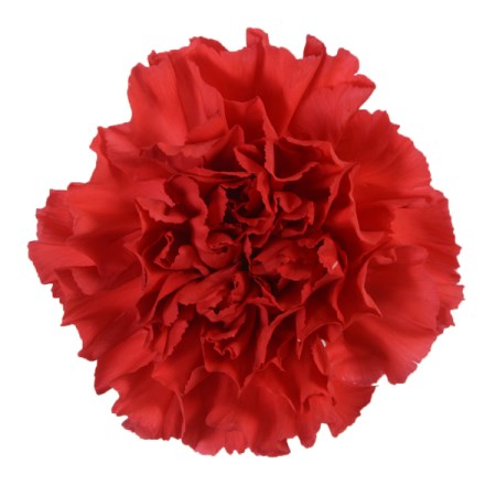 Carnation 'Red magic' Dianthus