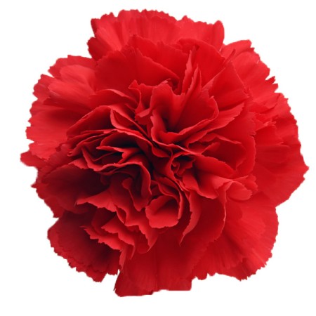 Carnation 'Red ' Dianthus