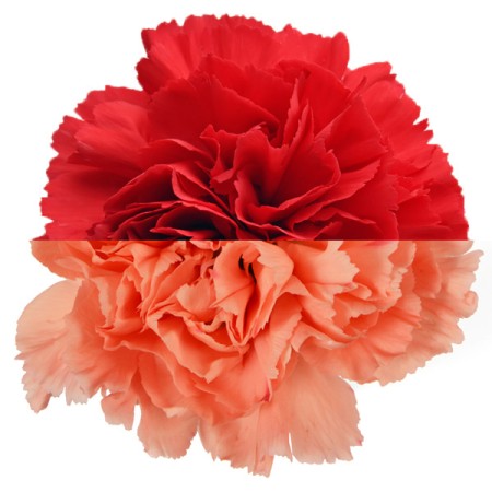 Carnation 'Red Orange' Dianthus