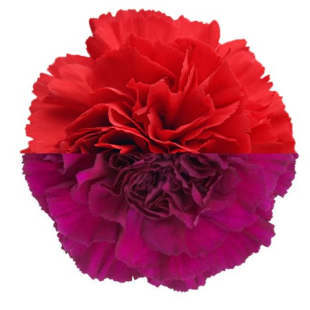 Carnation 'Red Purple' Dianthus