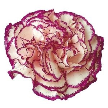 Carnation 'Rendezvous' Dianthus