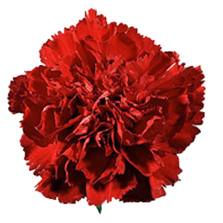 Carnation 'Scania' Dianthus