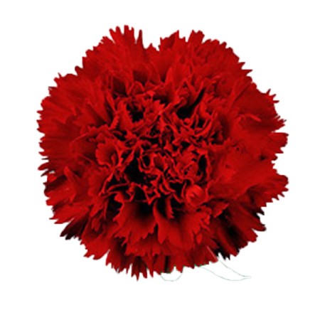 Carnation 'Svevo' Dianthus