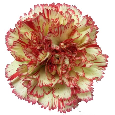 Carnation 'Tabasco' Dianthus