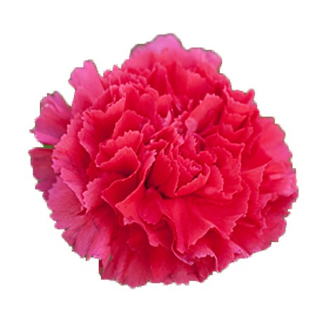 Carnation 'tabor' Dianthus