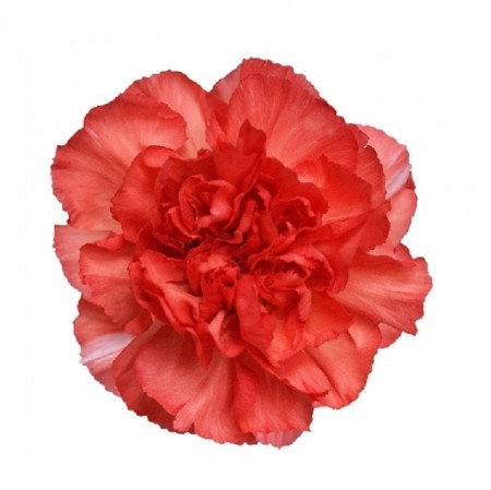 Carnation 'Tangelo' Dianthus