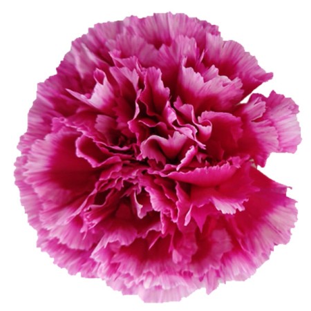 Carnation 'Tenderley' Dianthus. Cut Flowers | Sunflora