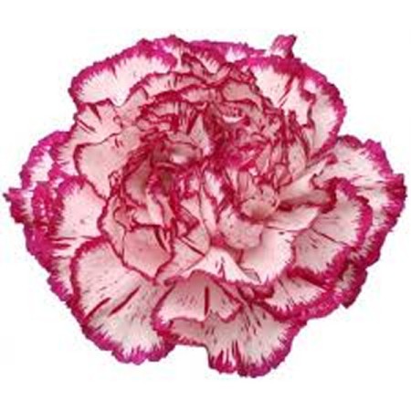 Carnation 'Tico Tico' Dianthus