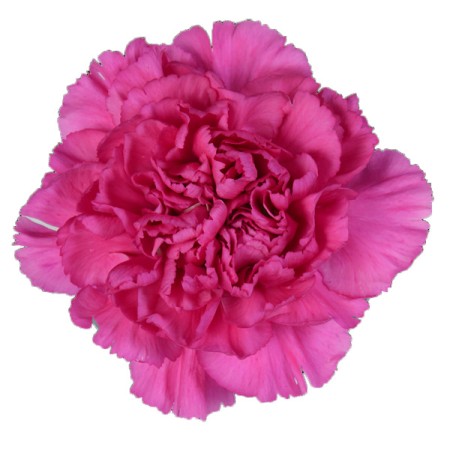 carnation 'tiepolo fuchia' Dianthus. Cut Flowers | Sunflora