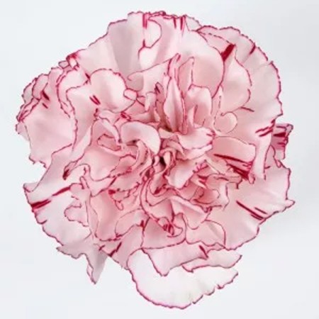 Carnation 'Tiepolo' Dianthus