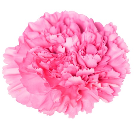 Carnation 'True love' Dianthus