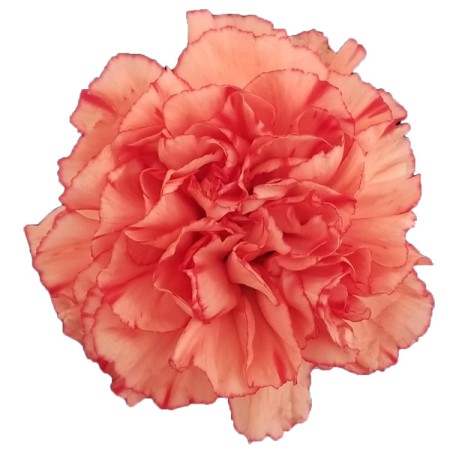 Carnation 'Trueno' Dianthus