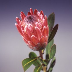 Protea 'Pink Ice' Protea
