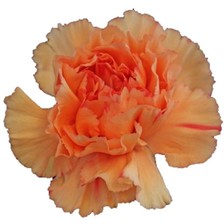 Carnation 'Turkano' Dianthus