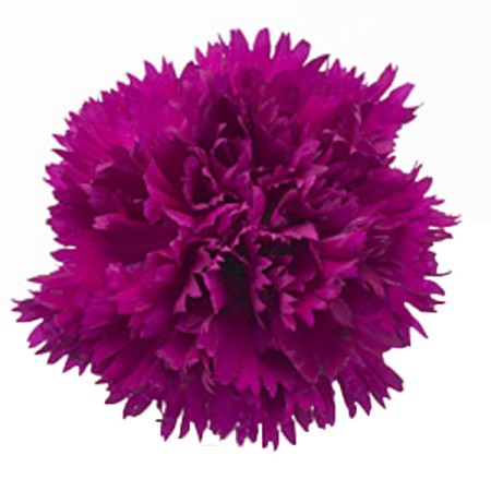 Carnation 'Venus' Dianthus