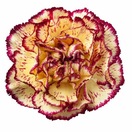 Carnation 'Viana' Dianthus