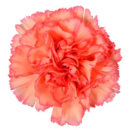 Carnation 'Vicky' Dianthus