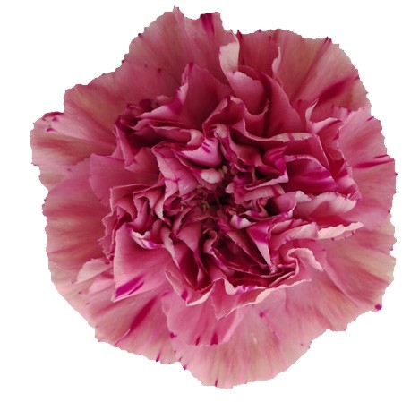 Carnation 'Vortex' Dianthus