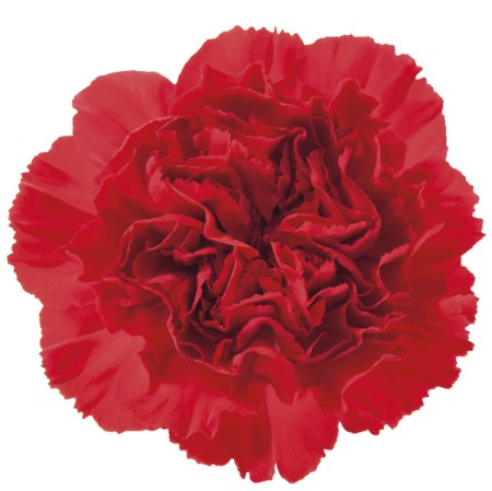 Carnation 'Walker' Dianthus