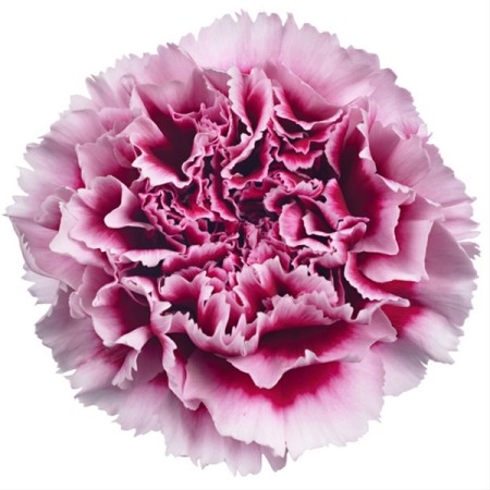 Carnation 'Wellington' Dianthus