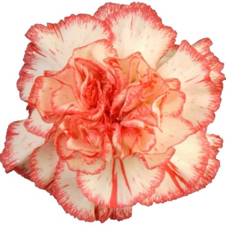 Carnation 'White Tundra' Dianthus