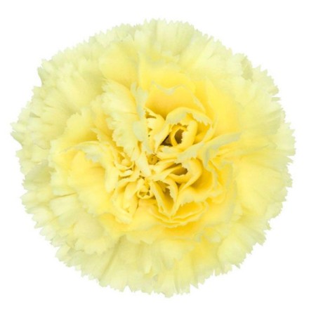 Carnation 'Yellow' Dianthus