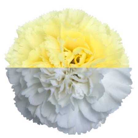 Carnation 'Yellow White' Dianthus