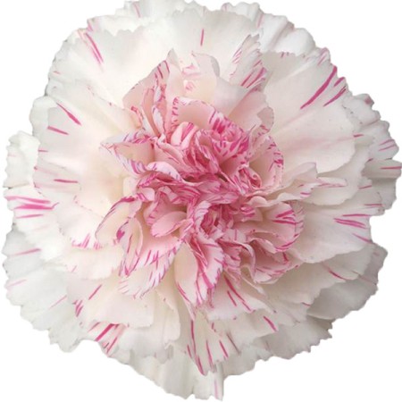 Carnation 'Yukary Cherry' Dianthus