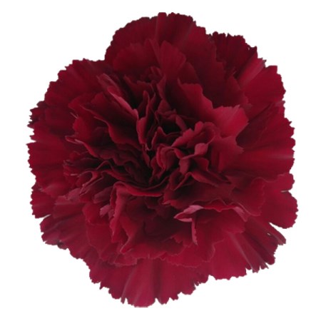 Carnation 'zurigo' Dianthus