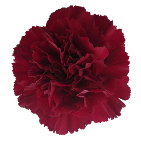 Carnation 'zurigo' Dianthus. Cut Flowers | Sunflora