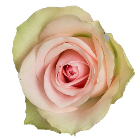 Rose 'belle rose' Rosa