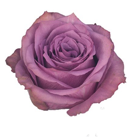 Rose 'new orleans' Rosa