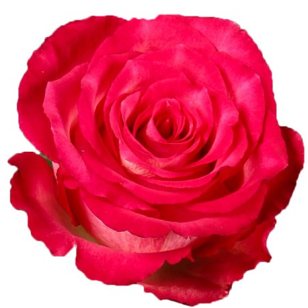 Rose 'nicoletta' Rosa