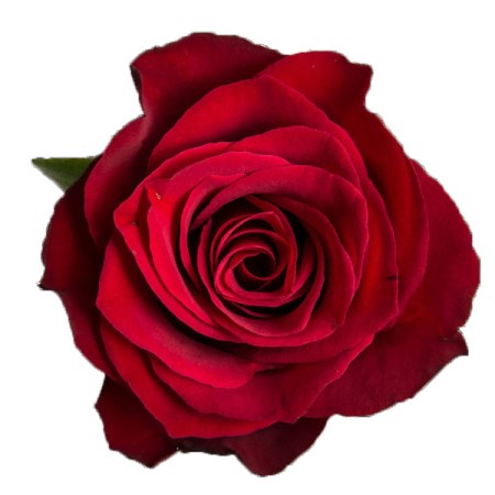 Rose 'prestige' Rosa