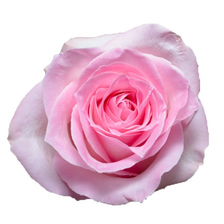 Rose 'sorbet avalanche' Rosa