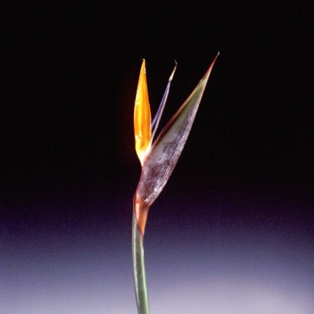 Bird of Paradise Strelitzia reginae