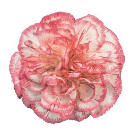Carnation 'Armonia' Dianthus