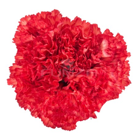 Carnation 'Bengala' Dianthus