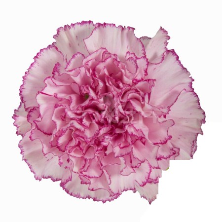 Carnation 'Boheme' Dianthus