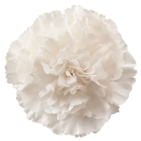 Carnation 'Igloo' Dianthus