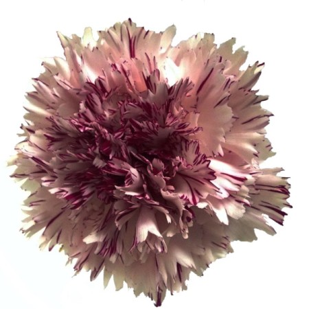 Carnation 'Jupiter' Dianthus