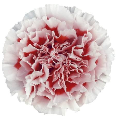 Carnation 'Kirk' Dianthus