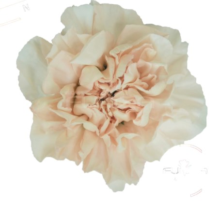 Carnation 'Perla' Dianthus
