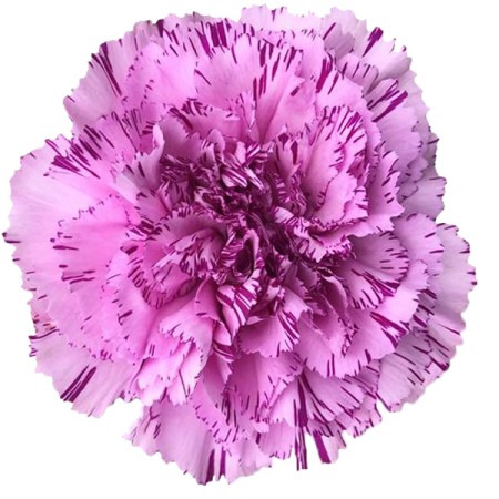 Carnation 'Yukari Oscuro' Dianthus