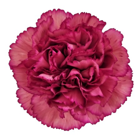 Carnation 'Zulu' Dianthus