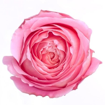 Rose 'Romantic Antike' Rosa