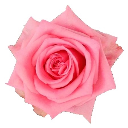 Rose 'Opala' Rosa