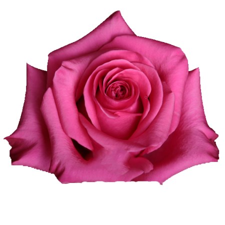 Rose 'Tanoshi' Rosa