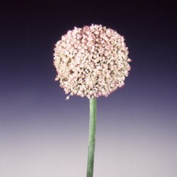 Allium 'giganteum' Allium