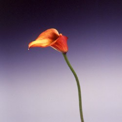 Calla Lily Zantedeschia aethiopica